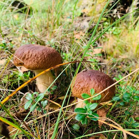 Alojamento de Acomodação e Pequeno-almoço Goscinne Ewela