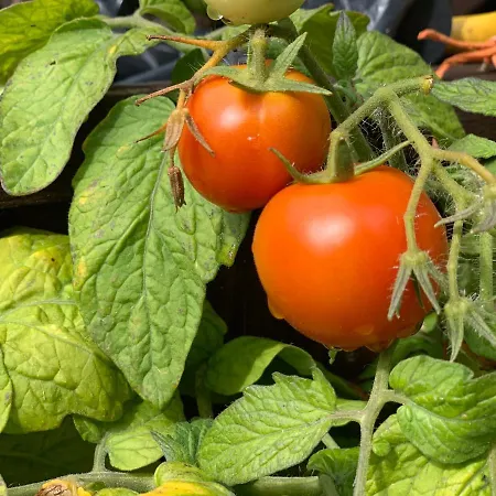 Goscinne Ewela 莱鲍