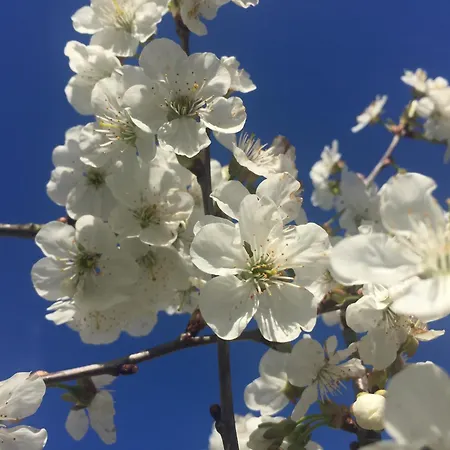 Frühstückspension Goscinne Ewela Leba
