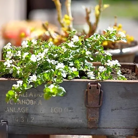 Goscinne Ewela 웨바