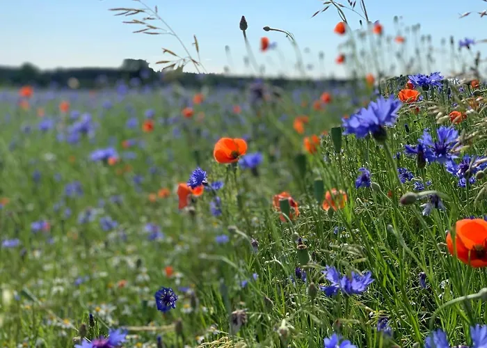 Goscinne Ewela Леба