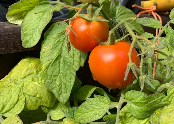 Goscinne Ewela Леба